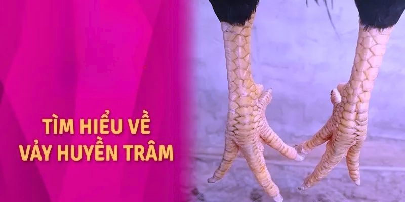 Giới thiệu về dạng vảy gà huyền trâm siêu quý hiếm