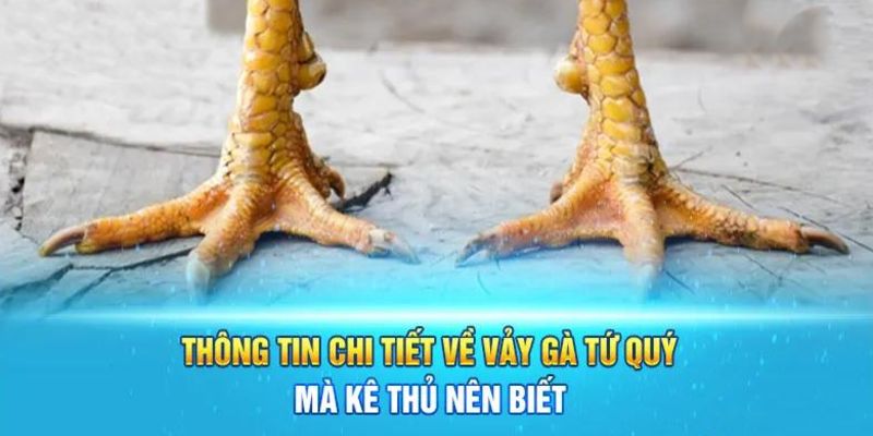 Đặc điểm nhận biết vảy gà tứ quý chuẩn xác cao