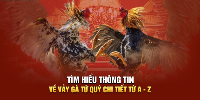 Hướng dẫn cách xem vảy gà tứ quý chi tiết