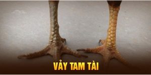 Giới thiệu vảy gà Tam Tài